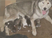 7 husky puppies for sale £800