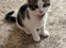 3 Gorgeous Kittens Looking for Their Forever Homes (8 weeks old ready to go)