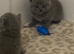 British Shorthair Kittens