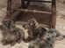 Miniature wirehaired dacshund
