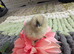 3 BEAUTIFUL BLUE SILKIE CHICKS &ndash; CHAMPION BLOODLINE