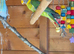A Stunning Pair Of Plumhead Parakeets
