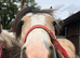 Super smart cob