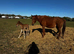 Chestnut sport horse mare with colt foal at foot