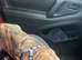Presa Canario pups ready for their forever home