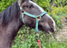 14 h cracking super safe cob mare