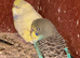 10 Baby Budgies