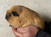 3 boar guinea pigs