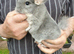 Baby Violet Male