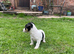 Traditional Pure Bred Jack Russell Puppies