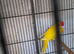Baby Kakarikies