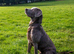 Silver Labrador Stud- KC Registered