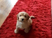 Beautiful Miniture F1 Cockapoo Puppies