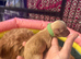 6 Stunning Cockapoo Puppies