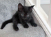 Kittens
