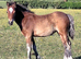 Welsh section c bay filly foal