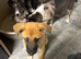Collie x Malinios pups