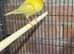 Canaries for rehome in Hull