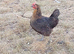Beautiful Chickens laying hens