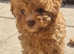 Tiny Toy Poodle girl