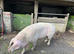 British Saddleback × Welsh Piglets – £45 Each