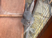 Two stunning mini Rex buck