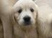 Fully health tested golden retriever puppies