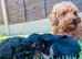 Cavapoo Puppies forsale Ready to leave 22 May 2026