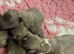 Beautiful blue/fawn brindle pups for sale