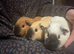 Baby Guinea pigs for sale