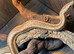 Mexican Rosy Boa 100% het Albino at Birmingham Reptiles