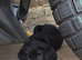 Black labrador puppies