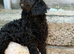 READY NOW! Standard poodle puppies kc registered
