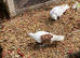 Breeding  frills pigeon