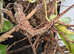 Cuban False Chameleon with Exo Terra Pro Paludarium - Medium/X-Tall 60 x 45 x 90cm