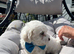 Last Adorable bichon.