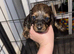 Beautiful mix of miniature dachshunds