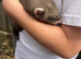 Baby ferrets ready now
