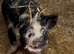 Two year-old lovely temperament kunekune bore