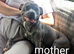 Kc blue Staffordshire bull terrier puppies