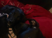 Border collie/ Staffie