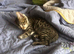 Adorable half bengal kittens