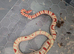 Female mandakeetee corn snake
