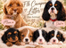 Cavapoo puppies