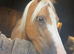 Quality palomino welsh b