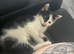 kitten