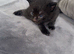 3 week one kittens looking for their forever home!!!