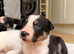 Border collie pups