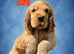 Superb show type cocker spaniel puppies