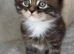 Maine conn x British shorthair